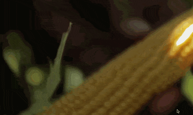 2.gif 2.gif
